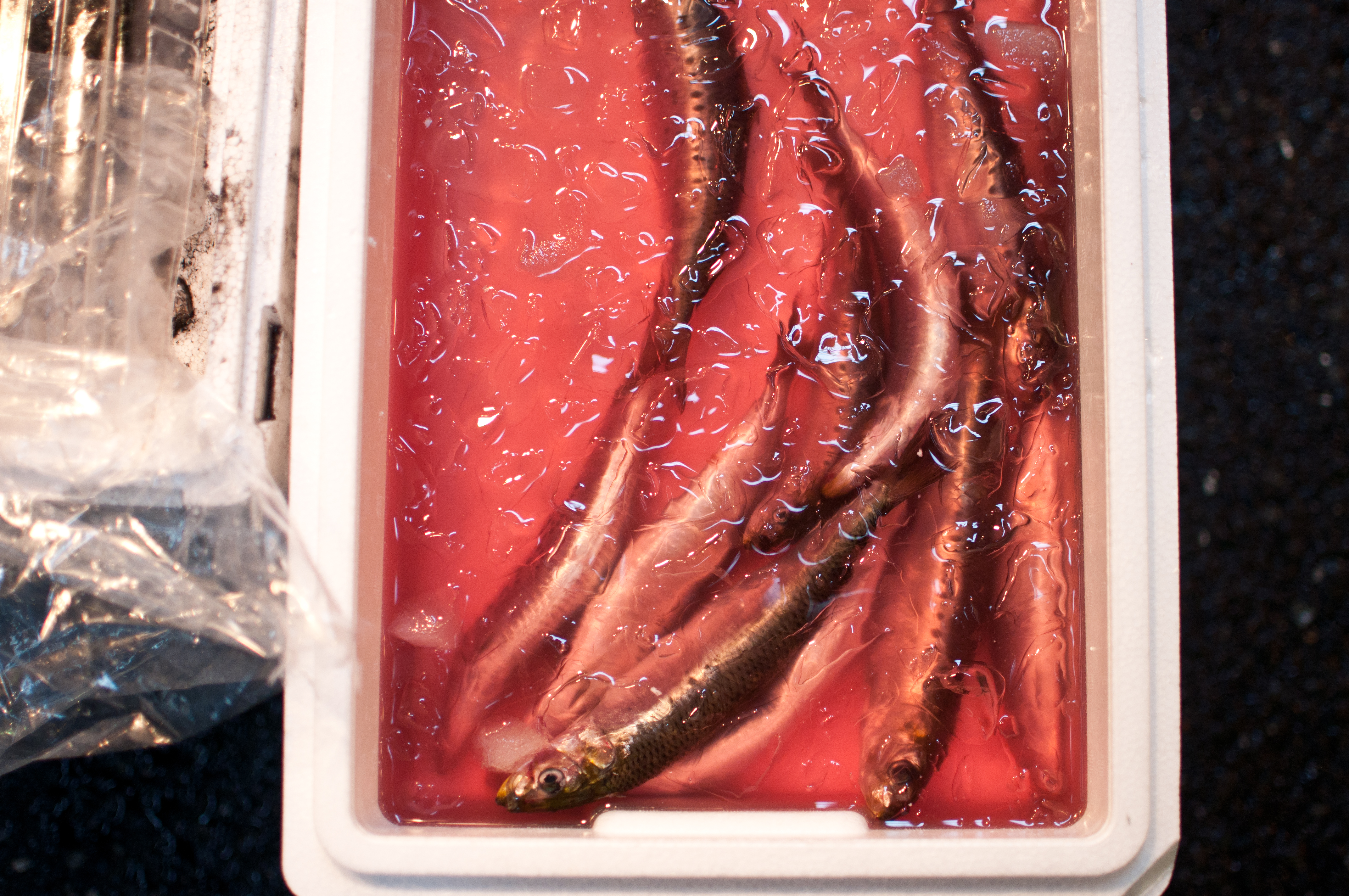 tsukiji